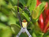 Argiope Keyserlingi